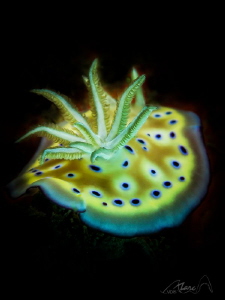 black&bluespots by Marc Van Den Broeck 